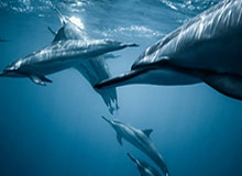 博鱼体育-我们是冠军！🏆诺伊尔以队长身份捧起德超杯，全队欢呼庆祝